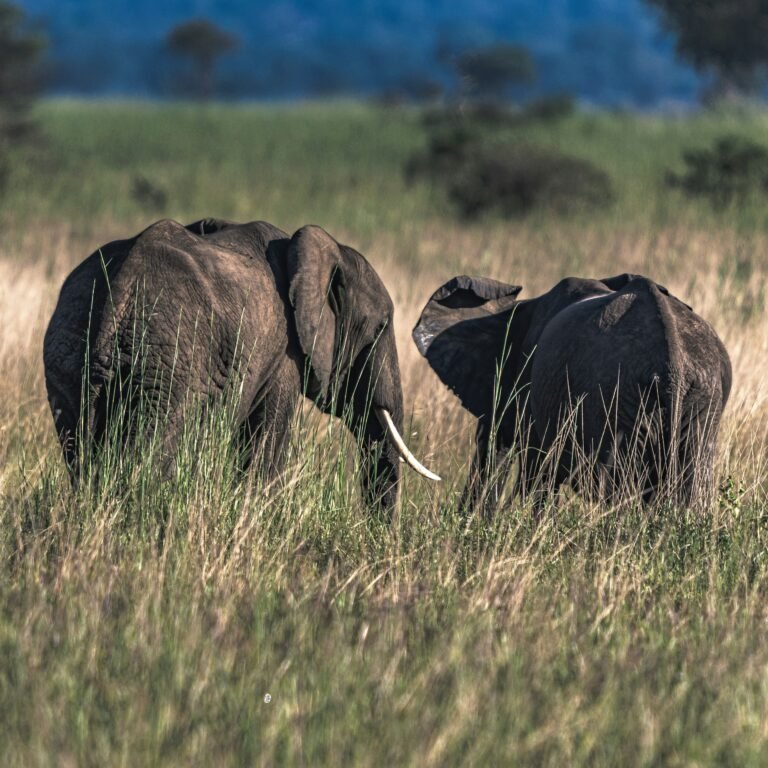 Lions resting on the Serengeti plains during a classic Serengeti safari