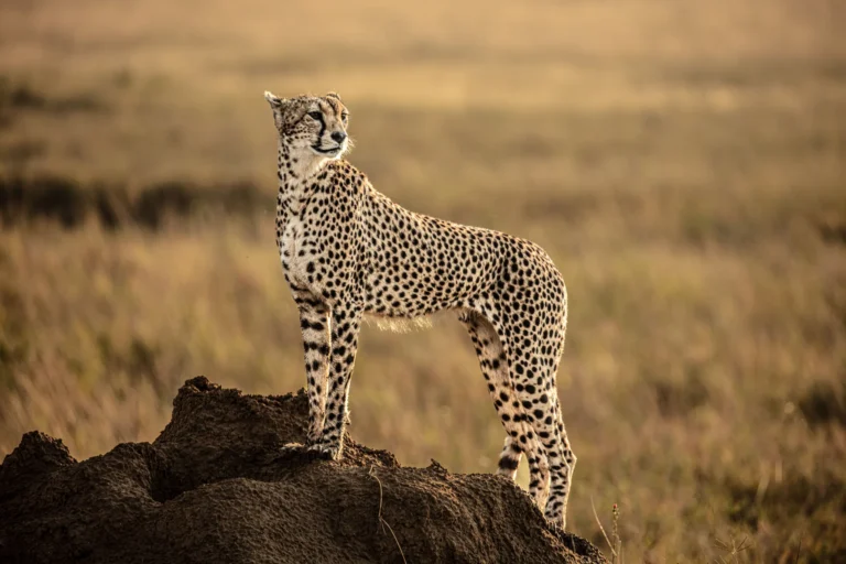 Close-up portrait of a cheetah watching the plains — Back 2 Nature Expeditions
