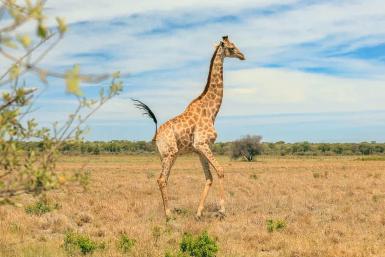 A giraffe walking across golden grassland in warm evening light — Back 2 Nature Expeditions