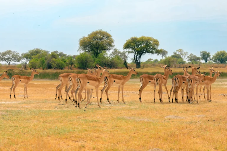 A herd of impala grazing on open plains — Back 2 Nature Expeditions