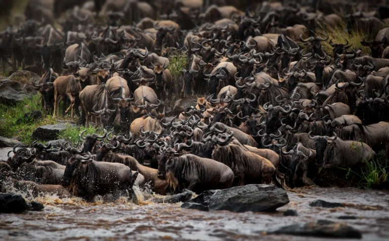 A wildebeest herd spread across the Masai Mara in daylight — Back 2 Nature Expeditions